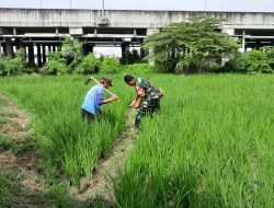 Dukung Ketahanan Pangan, Babinsa Koramil 01 Tambun Turun ke Sawah