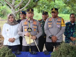 Dengan Teknologi, Polda Sumut Temukan Ladang Ganja Seluas 5 Hektar