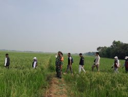 Akibat Hama Batang Padi Babinsa Dampingi Petugas PPL Pertanian Turun Ke Sawah