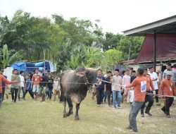 Berbobot Hampir 1 Ton, Sapi Kurban Bantuan Jokowi di Pekanbaru Jadi Tontonan Warga