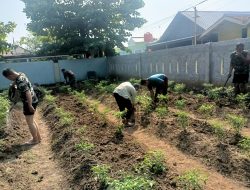 Urban Farming Ide Kreatif Koramil 11 Pebayuran Tanam Ratusan Tanaman Cabai