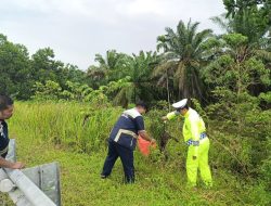 Macan Akar Korban Tabrak Lari di KM 78 Tol Dumai-Pekanbaru 