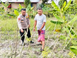 Bripka Dendi Z, Bhabinkamtibmas Inspiratif Sukses Dorong Ketahanan Pangan di Desa IV Koto Setingkai