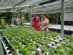 Wakapolres Metro Tangerang Kota Kunjungi KWT Mina Tani Lestari Mendukung Program Ketahanan Pangan Nasional