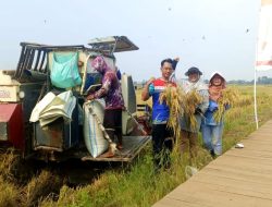 Inovasi Produksi Pangan, PGN – BRIN Berhasil Panen Perdana 116 Ton Padi Biosalin di Semarang