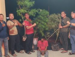 Polisi Bongkar Budidaya Ganja di Perumahan Siak Hulu, 4 Batang Tanaman Disita