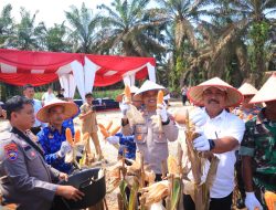 Panen Raya Jagung Kuartal II Tahun 2025, Polres Kampar Dukung Swasembada Pangan Nasional