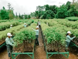 Komitmen Jaga Lingkungan, MIND ID Targetkan Penurunan Emisi 21,4% pada 2030