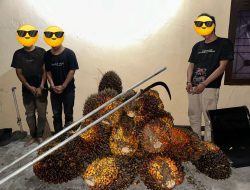 Ungkap Pencurian 800 Kg Sawit di Kebun PT SIR,  3 Pelaku Diamankan Polsek Tualang