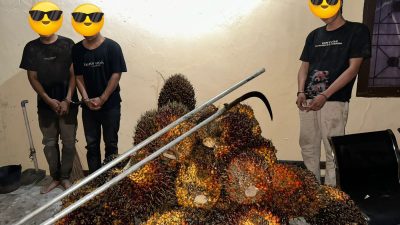 Ungkap Pencurian 800 Kg Sawit di Kebun PT SIR,  3 Pelaku Diamankan Polsek Tualang