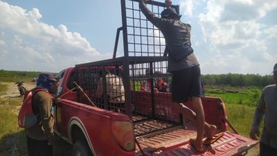 Sapi Warga Diduga Dimangsa Harimau, BBKSDA Pasang Perangkap