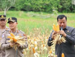 Kapolres Kuansing Hadiri Panen Raya Jagung Pipil di Sentajo Raya