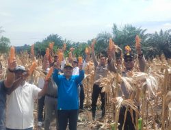 Dukung Swasembada Pangan 2025, Polres Kuansing Laksanakan Panen Jagung Pipil di 2 Kecamatan