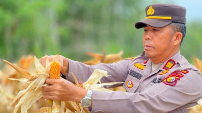 Polres Kuansing Dukung Ketahanan Pangan, 2 Kecamatan Laksanakan Panen Jagung Pipil di Lahan BUMDes
