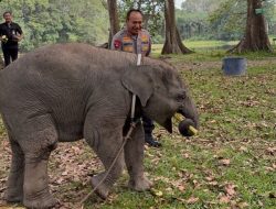 Sembari Patroli, Kapolda Riau Kunjungi Keluarga Gajah di TWA Buluh Cina