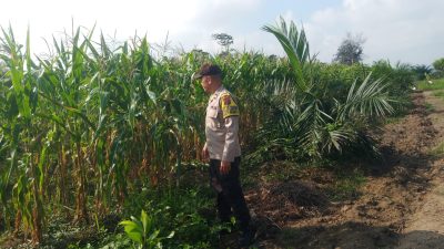 Dukung Swasembada Pangan, Polres Kuansing Lakukan Pengecekan Lahan Jagung di Cerenti dan Singingi