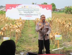 Polresta Pekanbaru Laksanakan Panen Raya Jagung Pipil Kuartal IV Tahun 2025