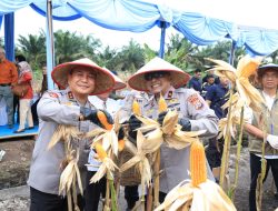Wujudkan Swasembada Pangan, Polda Riau Panen Raya Jagung Serentak di Kampar