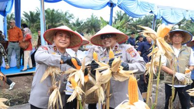 Wujudkan Swasembada Pangan, Polda Riau Panen Raya Jagung Serentak di Kampar