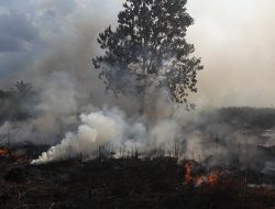 Ungkap Kasus Karhutla, Polres Pelalawan Amankan 3 Pelaku