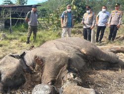 Anak Gajah Ditemukan Mati di Tesso Nilo, Kapolda Riau Turun ke Lokasi