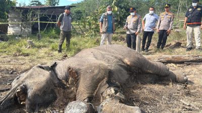 Anak Gajah Mati di TNTN, Ditreskrimsus Polda Riau Tetapkan Pemilik Lahan sebagai Tersangka