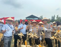 Wujudkan Swasembada Pangan, Polres Pelalawan Panen Raya Jagung