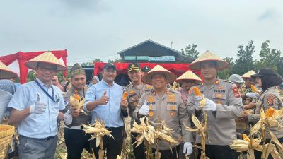 Wujudkan Swasembada Pangan, Polres Pelalawan Panen Raya Jagung