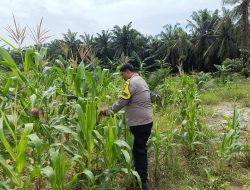 Polsek Kandis Cek Perkembangan Jagung Pipil, Wujud Nyata Polisi Cinta Petani