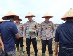 Dukung Ketahanan Pangan Nasional, Polres Kuansing Tanam Jagung 10 Hektar di Lahan PT AA