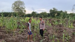 Polsek Teluk Meranti Monitoring Program Ketahanan Pangan Jagung di Pulau Muda