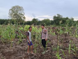 Polsek Teluk Meranti Monitoring Program Ketahanan Pangan Jagung di Pulau Muda