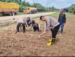 Dukung Ketahanan Pangan Nasional, Kapolsek Sungai Sembilan Tinjau Lahan Tanaman Jagung Pipil Milik Warga