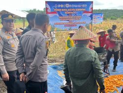 Kapolsek Kerumutan Hadiri Panen Raya Jagung Serentak Kuartal II Polres Pelalawan