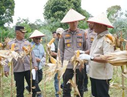 Dukung Ketahanan Pangan, Kapolres Kuansing Bersama Forkopimda Gelar Panen Raya Jagung Serentak 