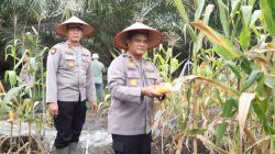 Dukung Asta Cita Presiden, Polres Rohil Panen Raya Jagung Serentak Kuartal II