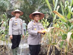 Dukung Asta Cita Presiden, Polres Rohil Panen Raya Jagung Serentak Kuartal II