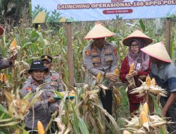 Dukung Ketahanan Pangan Nasional, Polres Dumai Gelar Panen Raya Jagung Pipil Kuartal II