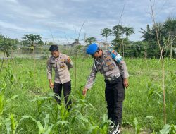Dukung Ketahanan Pangan, Polsek Kawasan Pelabuhan Polresta Pekanbaru Pastikan Pertumbuhan Tongkol Jagung Optimal 