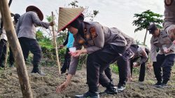 Dukung Program Ketahanan Pangan, Polsek Senapelan Laksanakan Penanaman Jagung Pipil 