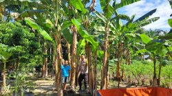 Sambangi Petani Tomat dan Pisang, Bhabinkamtibmas Dumai Barat Pastikan Hasil Panen Maksimal