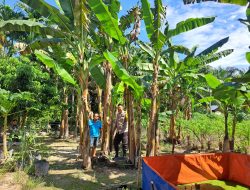 Sambangi Petani Tomat dan Pisang, Bhabinkamtibmas Dumai Barat Pastikan Hasil Panen Maksimal