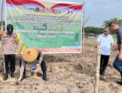 Tanam Jagung di Lahan Ketahanan Pangan Banjar Panjang, Polsek Kerumutan Dampingi Petani Wujudkan Swasembada Pangan