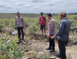 Perkuat Ketahanan Pangan, Polres Siak, Pemkab dan PT RAPP Tinjau Lahan Jagung Tumpang Sari di Sungai Mandau