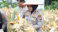 Wujud Polisi Cinta Petani, Wakapolres Siak Kunjungi Kebun Jagung Binaan 