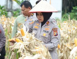 Wujud Polisi Cinta Petani, Wakapolres Siak Kunjungi Kebun Jagung Binaan 