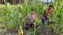 Dukung Ketahanan Pangan, Polsek Pujud Cek Perkembangan Jagung Pipil di Perkebunan PT SPM