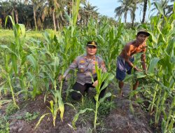 Dukung Ketahanan Pangan, Polsek Pujud Cek Perkembangan Jagung Pipil di Perkebunan PT SPM