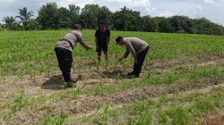 Polsek Tanah Putih Cek Perkembangan Jagung Ketahanan Pangan di Cempedak Rahuk