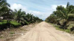 Novermal Soroti Harga TBS di Pessel, Nilai Pemda Belum Maksimal Awasi Harga Sawit